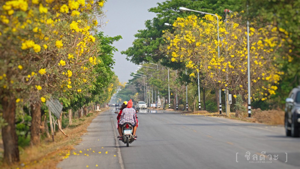 ถนนสายดอกไม้ ตาเบบูญ่า สุพรรณบุรี