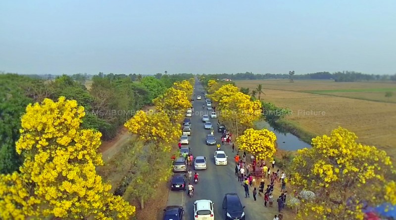 ถนนสายดอกไม้ ตาเบบูญ่า สุพรรณบุรี