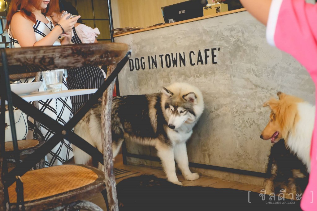Dog in Town Cafe เอกมัย