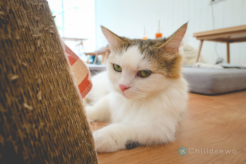 คาเฟ่แมว Cataholic Cafe