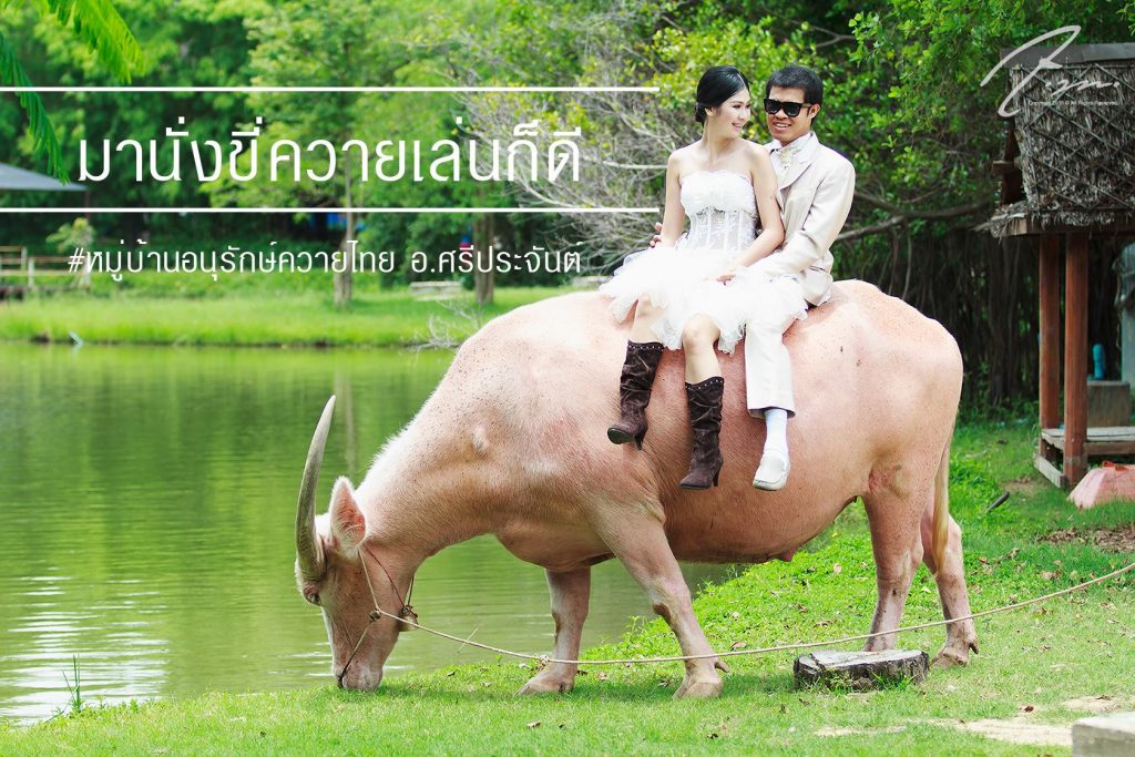 เที่ยวสุพรรณบุรี - ศูนย์อนุรักษ์ควายไทย บ้านควาย ศรีประจันต์ สุพรรณบุรี