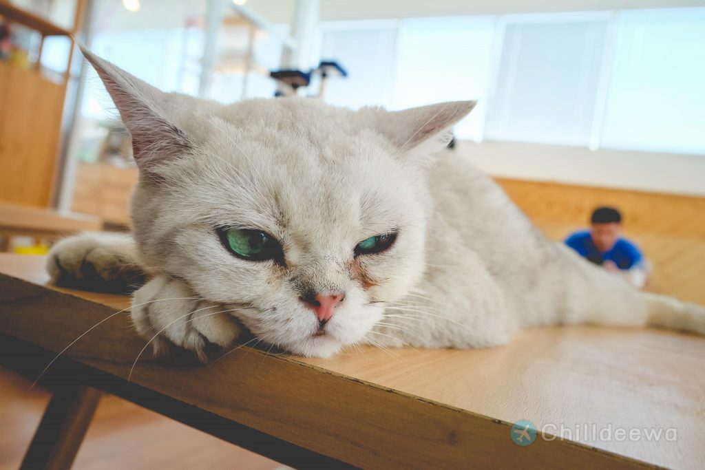 คาเฟ่แมว Cataholic Cafe