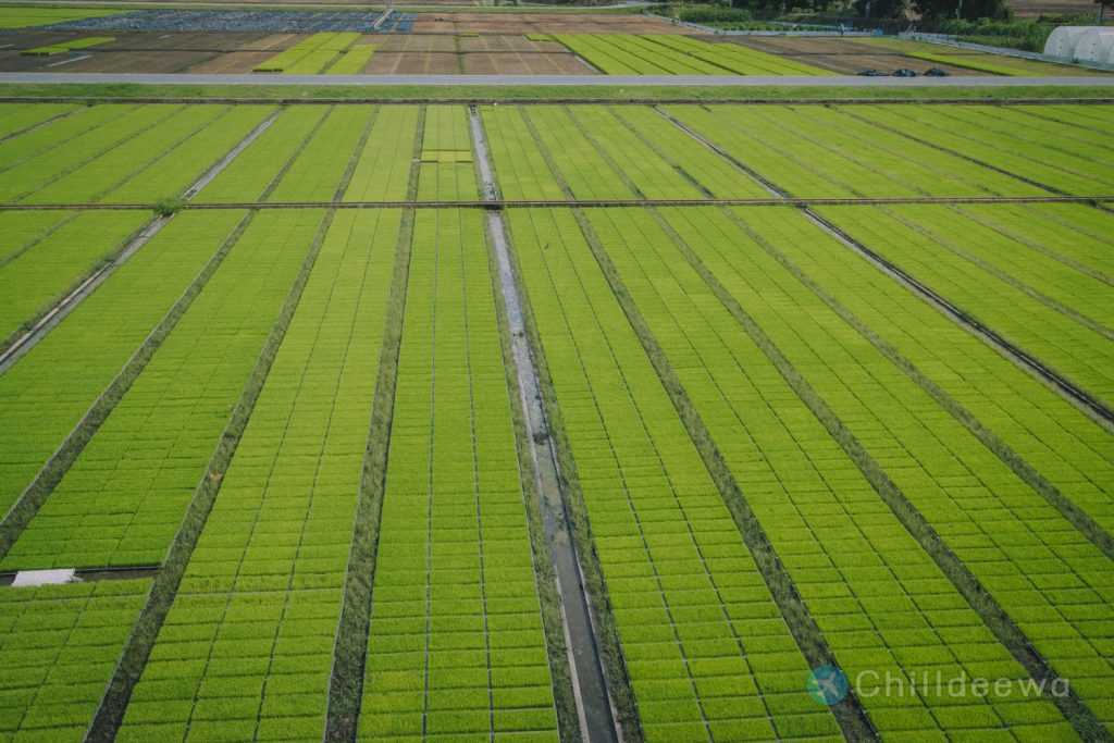 นาเฮียใช้ ศูนย์เรียนรู้วิถีชีวิตและจิตวิญญาณชาวนาไทย สุพรรณบุรี