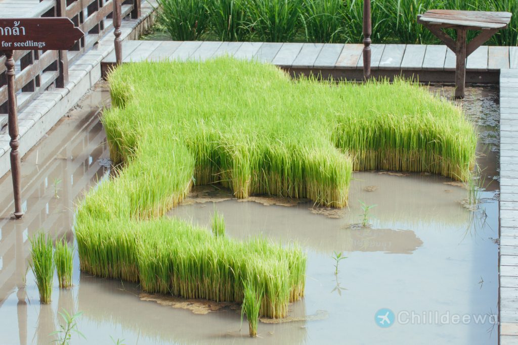 นาเฮียใช้ สุพรรณบุรี ศูนย์เรียนรู้วิถีชีวิตและจิตวิญญาณชาวนาไทย สุพรรณบุรี