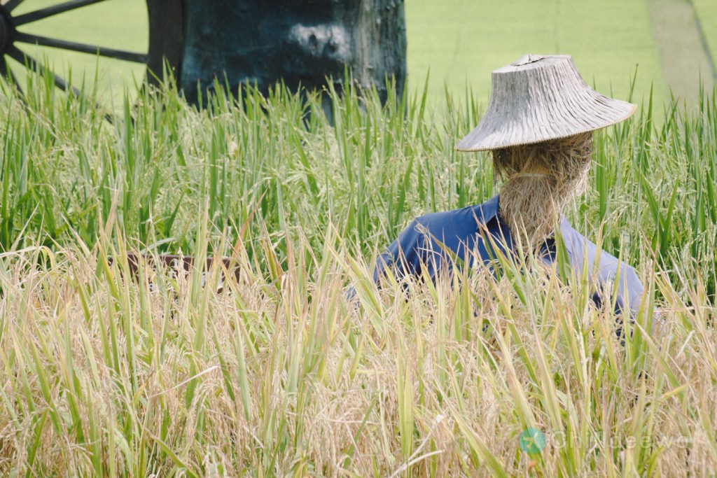 นาเฮียใช้ ศูนย์เรียนรู้วิถีชีวิตและจิตวิญญาณชาวนาไทย เที่ยว สุพรรณบุรี