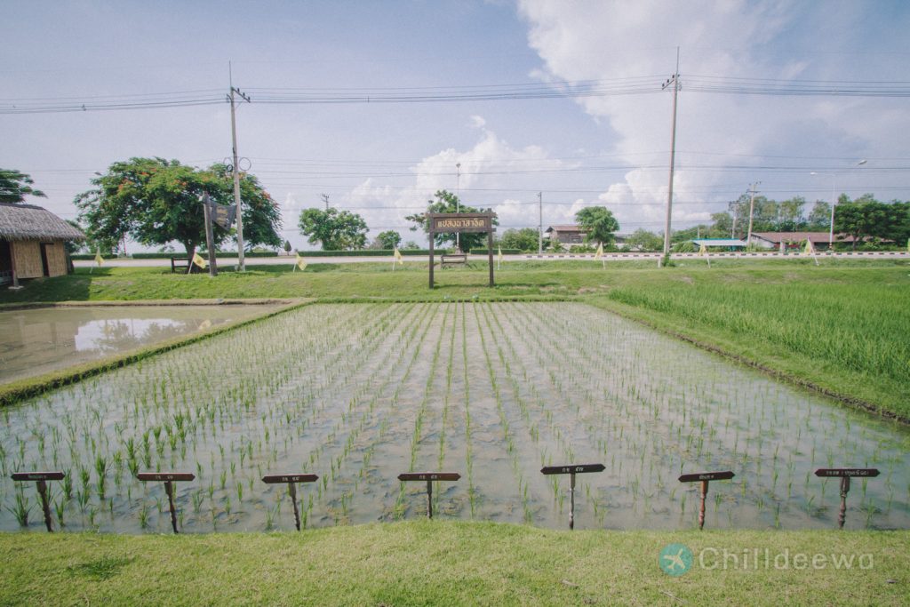 นาเฮียใช้ ศูนย์เรียนรู้วิถีชีวิตและจิตวิญญาณชาวนาไทย สุพรรณบุรี