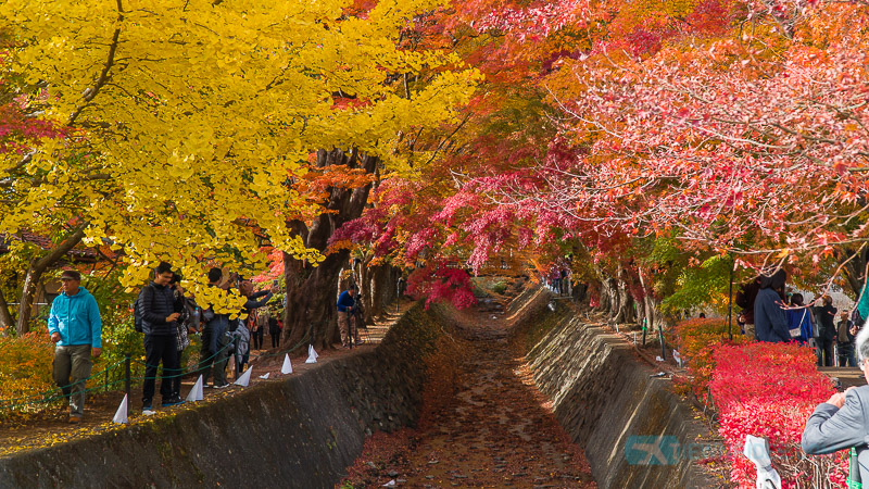 เที่ยวญี่ปุ่น EP.2 ไปดู FujiMt. อุโมงใบไม้แดง Maple Corridor ที่ Kawaguchiko