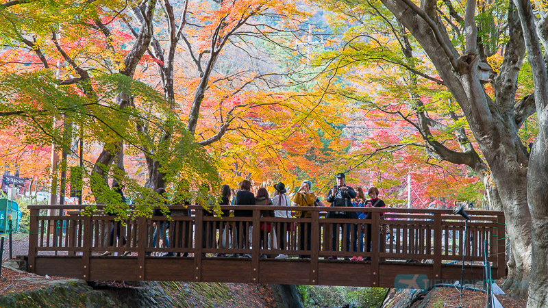 เที่ยวญี่ปุ่น EP.2 ไปดู FujiMt. อุโมงใบไม้แดง Maple Corridor ที่ Kawaguchiko