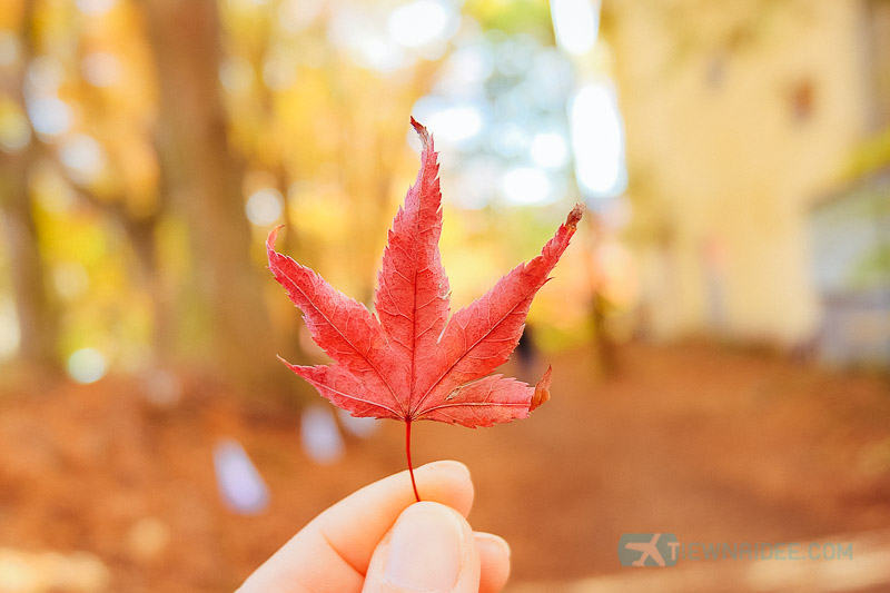 เที่ยวญี่ปุ่น EP.2 ไปดู FujiMt. อุโมงใบไม้แดง Maple Corridor ที่ Kawaguchiko